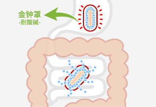 L-137植物乳酸菌後生元利用熱封存技術鎖住活性